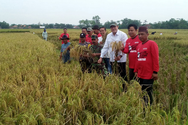 Petani Tukdana Sukses 3 Kali Panen