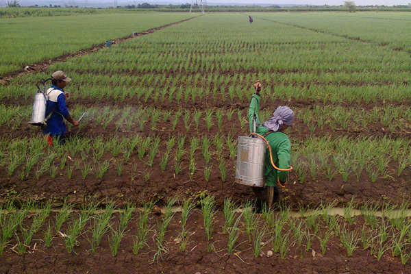 Petani Bawang Terancam Hama Inul dan Jamur