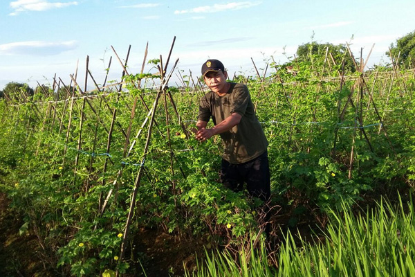 Prospek Bagus, Petani Desa Gantar Budidaya Pare