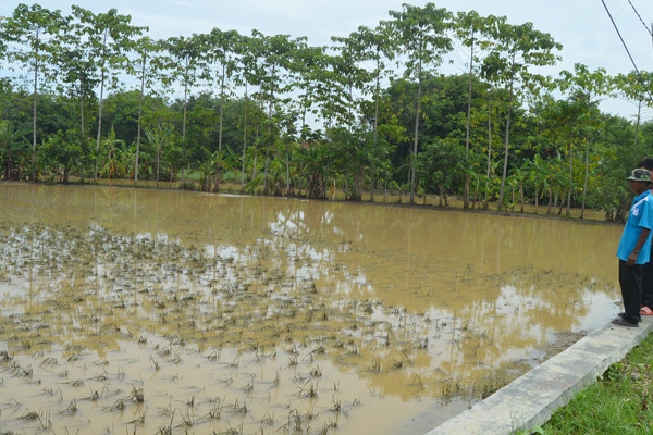 Kali Cibuaya Tukdana Dangkal,  Air Meluber Banjiri Sawah