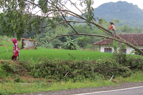 Waspada Angin Kencang, Banyak Pohon di Bantarujeg Tumbang