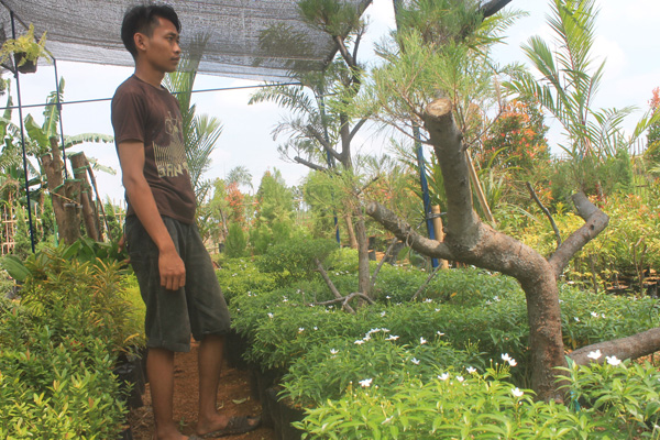 Banyak Pesanan, Tanaman Hias Booming di Cirebon Timur