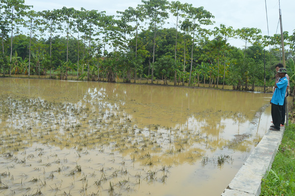 5 Hari Banjir, Sawah di Desa Bunder Terancam Puso