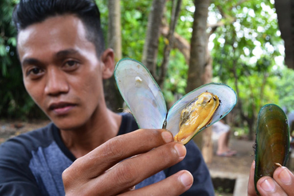 Soal Kerang Hijau Beracun, BLHD Kabupaten Cirebon: Ranahnya Provinsi