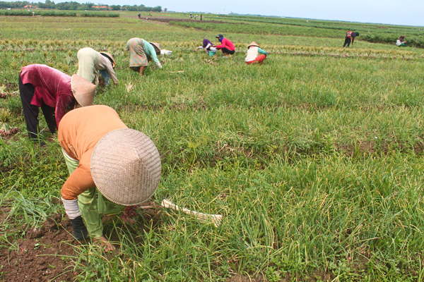 Selain Harga Melorot, Petani Bawang Juga Keluhkan Kondisi Irigasi