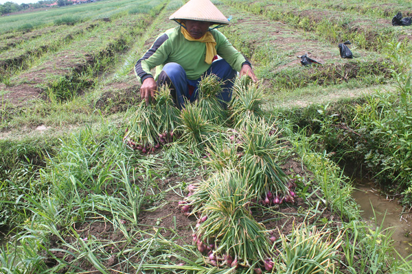 Harga Bawang Merah Melorot, Petani Merugi