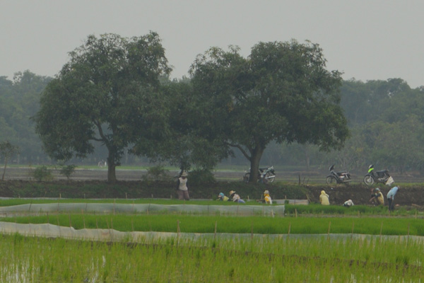 Aneh, Musim Hujan, Petani Jatibarang Malah Sulit Air