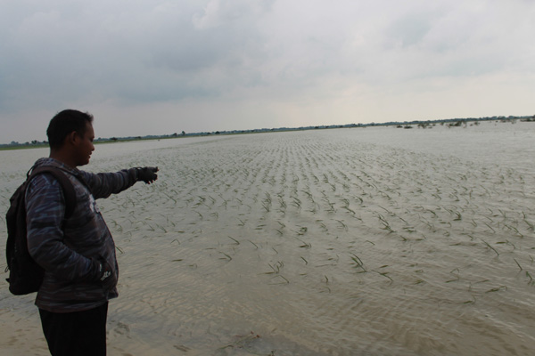 Sawah Terendam Banjir, Pemerintah Harus Dengarkan Petani