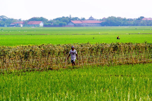 Petani Karangampel Tanam Padi Lebih Awal