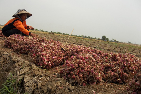 Lahan Pertanian di Patrol Semakin Menyusut