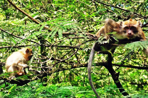 Terusik, Monyet Ekor Panjang Wajar Turun Gunung
