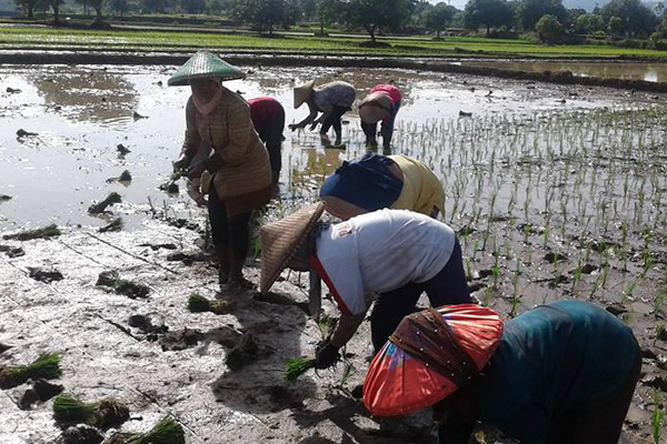 Tidak Hanya Lahan, Pertanian Juga Butuh Regenerasi SDM