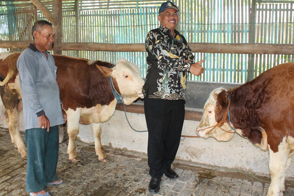 Menjajikan, BUMDes Bogor Rintis Usaha Penggemukan Sapi Metal