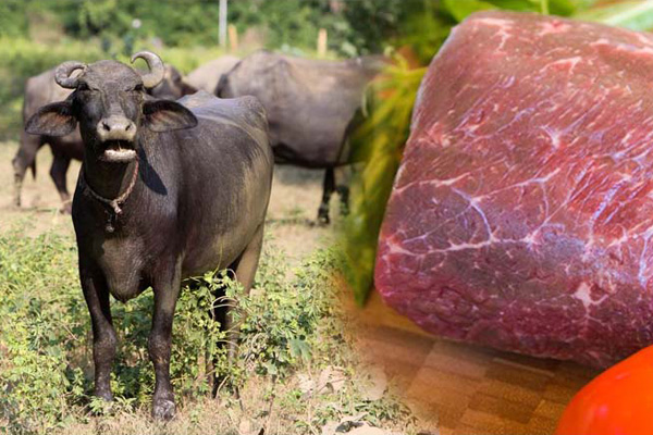 Bulog Cirebon Bakal Dapat Jatah Daging Kerbau