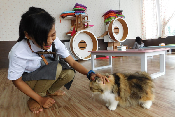 Veelia Cat, Kafe Kucing Pertama di Cirebon; Kucing Tidur Tak Boleh Dibangunkan