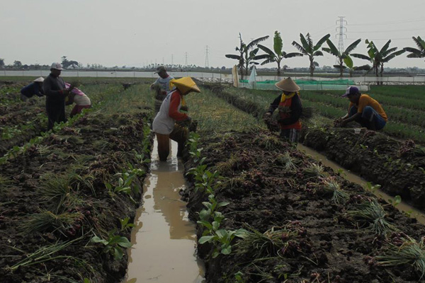 Di Indramayu Bawang Merah Tetap Stabil