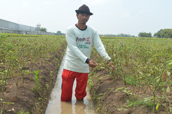 Anomali Cuaca, Petani Cabai di Widasari Merugi