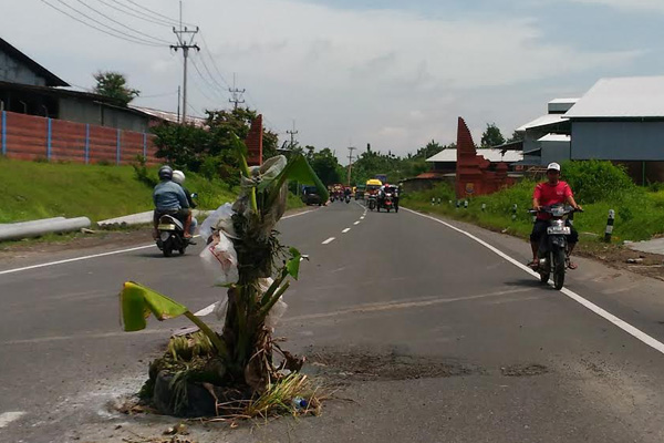 Motor Sering Jatuh, Warga Tanam Pisang di Jalan Provinsi