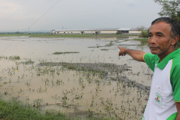 Puluhan Hektare Sawah Terendam Banjir, Petani Gagal Panen