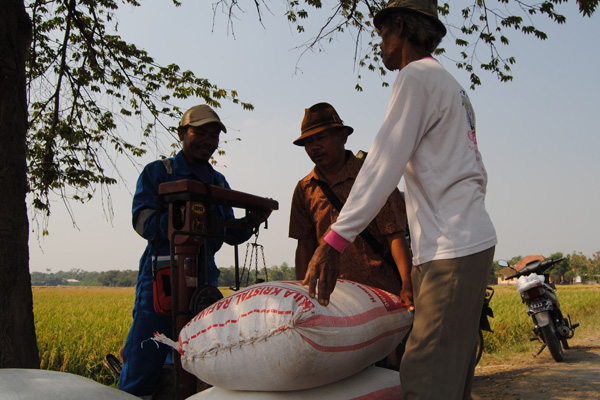 Harga Gabah Cuma Rp500/Kg, Petani Jatibarang Terpukul