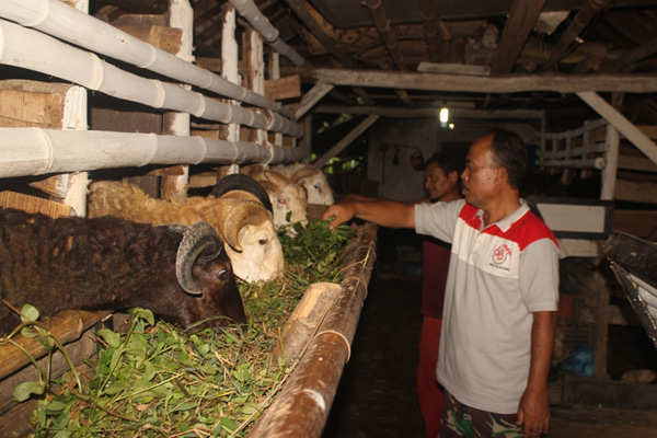 Pejabat Ini Mengisi Masa Pensiun dengan Beternak Kambing