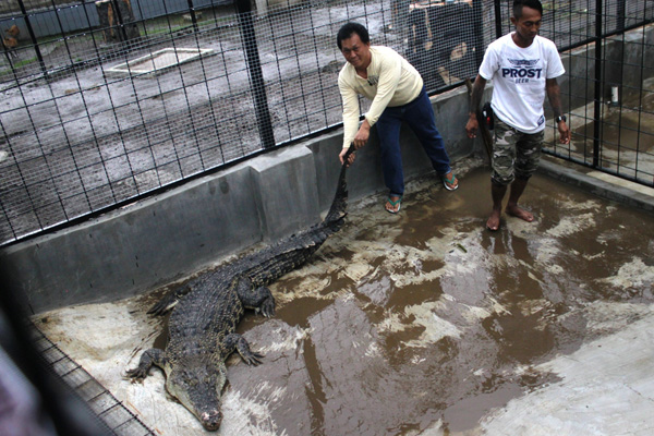 Buaya Rawa Jadi Penghuni Baru Kebun Binatang Mini JnJ Resto