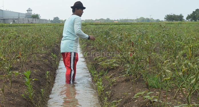 Harga Cabai di Pasar Masih Mahal, Petani Tetap Rugi