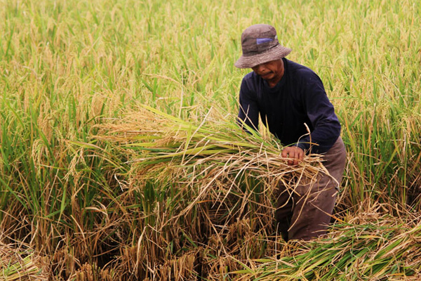 Terserang Hama Wereng, Petani Terancam Gagal Panen 