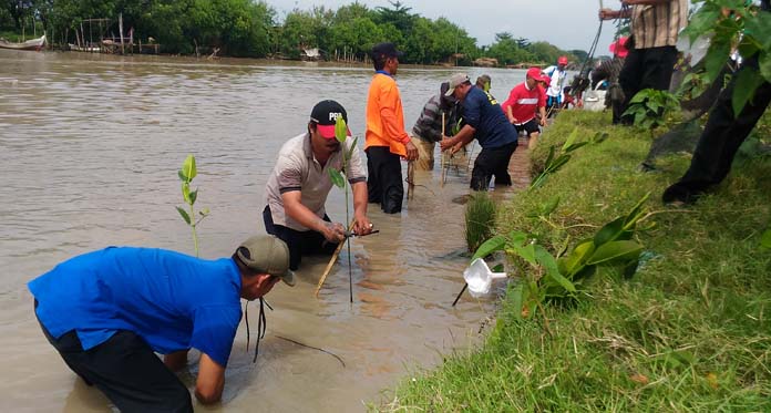 Cegah Abrasi, Muspika Suranenggala Gerakkan Penanaman Mangrove