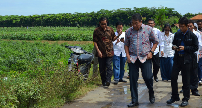 Harga Cabai Rawit Mahal tapi Petani Tak Menikmati Untung