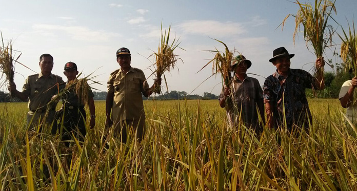 Terserang Wereng, Hasil Panen Padi di Juntinyuat Indramayu Turun