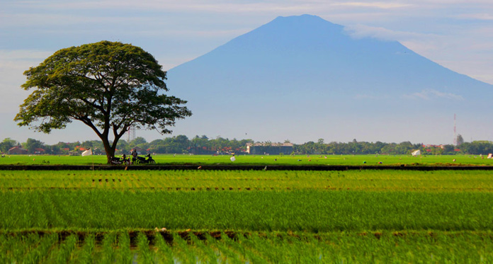 Kementan Targetkan Indramayu Tanam Padi 180 Ribu Hektare