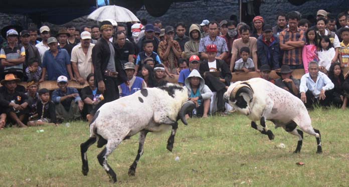 Menuju Piala Presiden, 392 Domba Garut Adu Ketangkasan di Kuningan