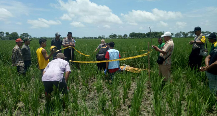 Sehari Tak Pulang, Ditemukan Tewas di Sawah