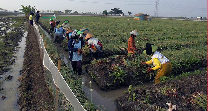 Harga Naik, Petani Bawang Merah Semringah