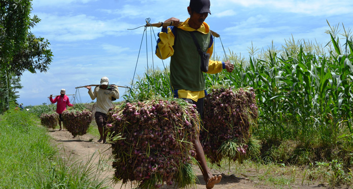 Harga Bawang di Tingkat Petani Masih Rendah