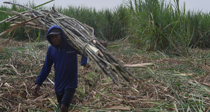 APTRI Tolak Tambah Kuota Impor Gula