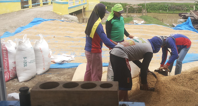 Cuaca Tidak Menentu, Hasil Panen Petani Anjlok