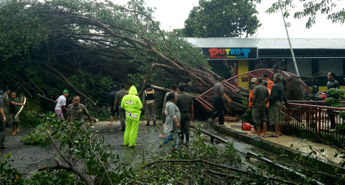 Pohon Beringin Tumbang Diterjang Angin Kencang, Pedagang Kocar-Kacir