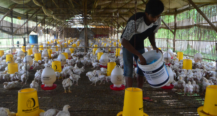 Imbas Isu Flu Burung, Harga Ayam Anjlok