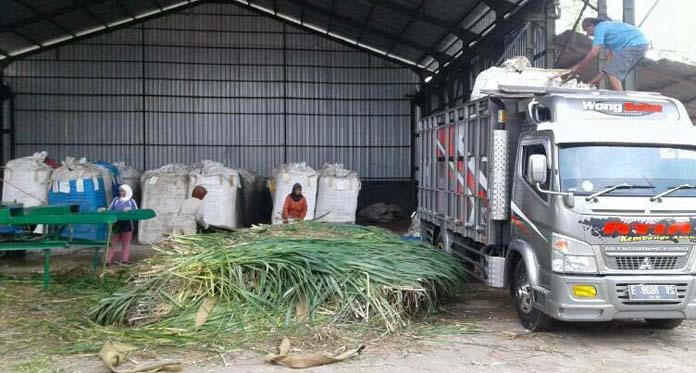 Olah Batang Jagung Jadi Pakan Ternak