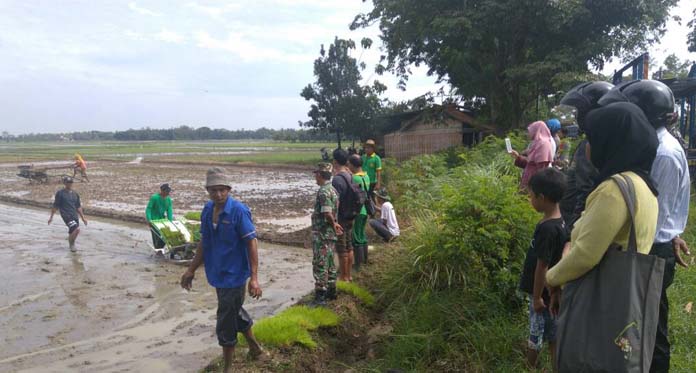 Hama Tikus Ancam 60 Hektare Sawah