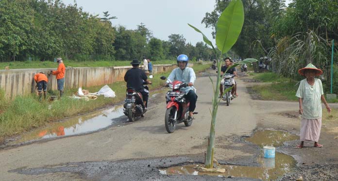 Warga Tanam Pohon Pisang di Tengah Jalan