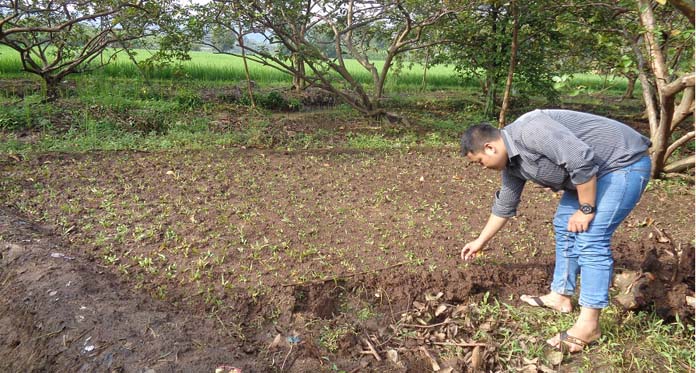 Bisnis Rumput Gajah Menjanjikan, Harga Rp30 Ribu/Meter