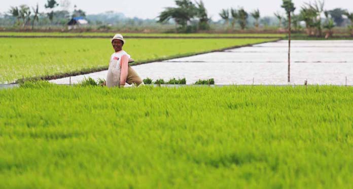 Alhamdulillah, 40 Ribu Hektare Jadi Lahan Abadi untuk Pertanian