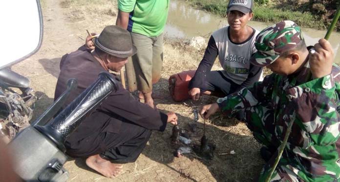 Sukseskan Musim Tanam Gadu, TNI-Warga Berburu Tikus