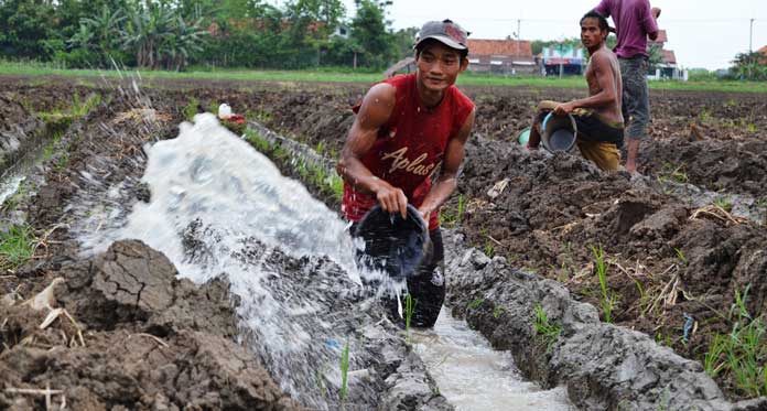 Cirebon Krisis Lahan Tebu