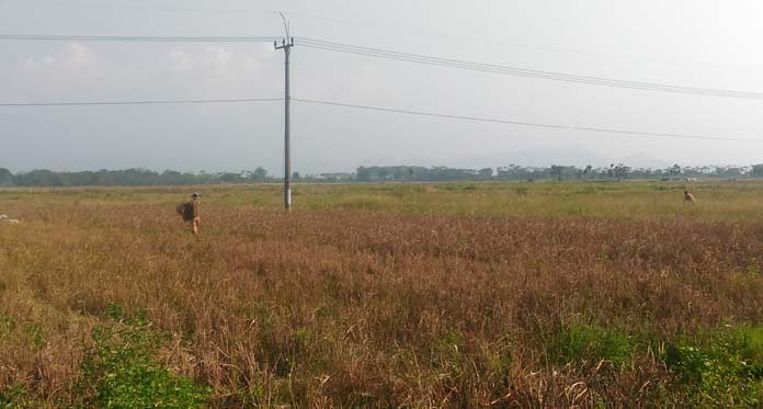 Cuaca Ekstrem, Petani di 5 Kecamatan Gagal Panen