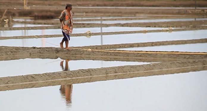 Diguyur Hujan, Petani Garam Gagal Panen