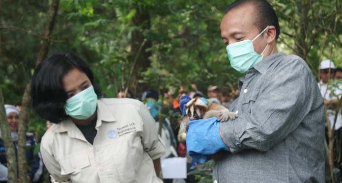 30 Kukang Sitaan Dilepas di Taman Nasional Gunung Ciremai